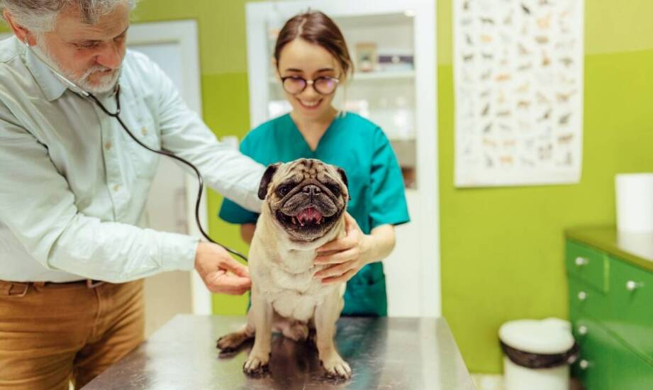 Korzyści z regularnych wizyt w zakresie nefrologii i urologii dla zwierząt