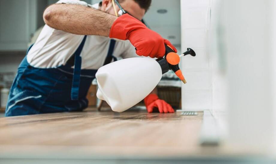 Wpływ deratyzacji na sanitarne bezpieczeństwo w obiektach mieszkalnych