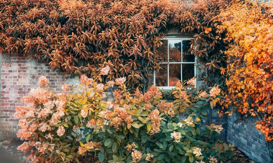 Płonący krzew na pniu – jakie stanowisko wybrać dla najlepszych efektów?