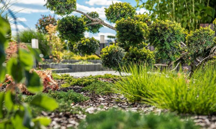 Jak zapewnić optymalne warunki wzrostu dla Pinus mugo Carsten?