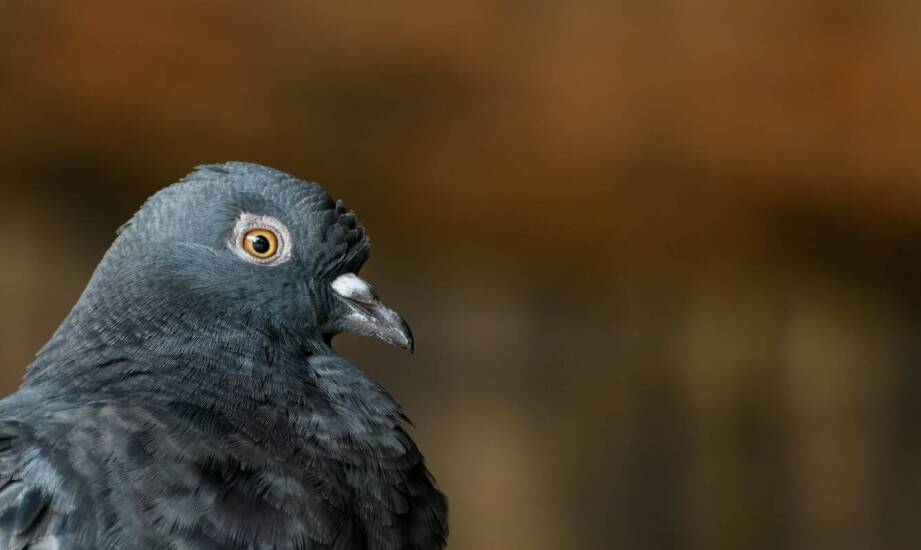 Suplementacja białka w okresie pierzenia u gołębi