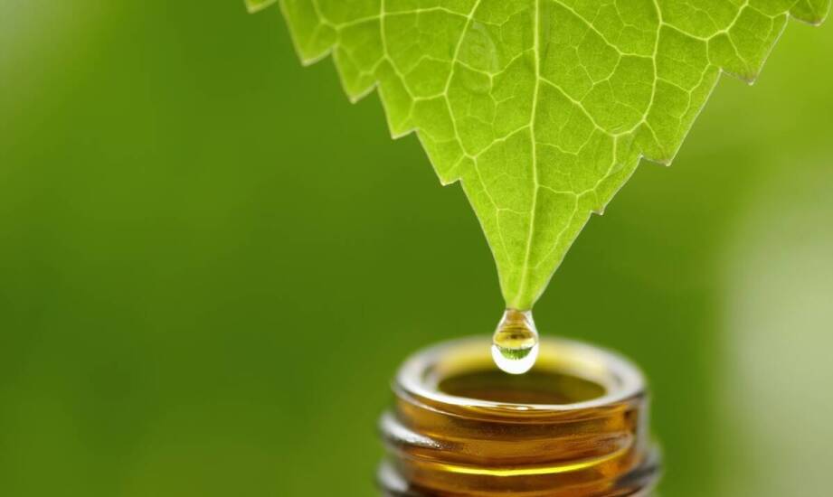 Naturalne sposoby ochrony roślin - olejek neem jako kluczowy składnik