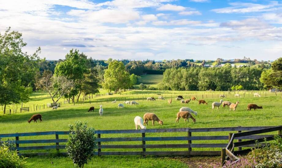 Zrozumienie kluczowych różnic w polisach dla różnych typów zwierząt gospodarskich