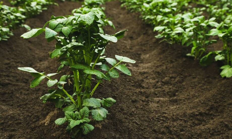 Wpływ kwalifikowanych ziemniaków sadzeniaków na plony i ich jakość