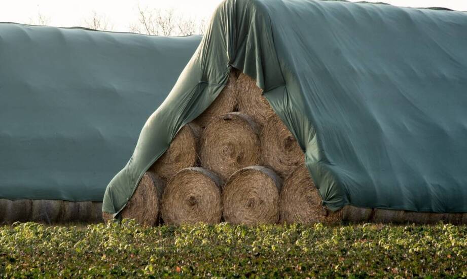 Jak ekonomicznie zarządzać zakupem siana dla dużej stajni?