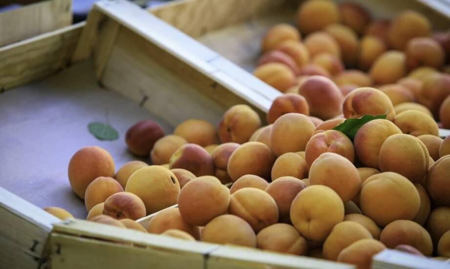 Jakie są najnowsze trendy w cenach nektarynek w roku 2026?