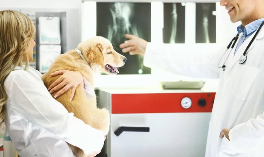 Jak zadbać o zdrowie stawów Twojego pupila w klinice weterynaryjnej?