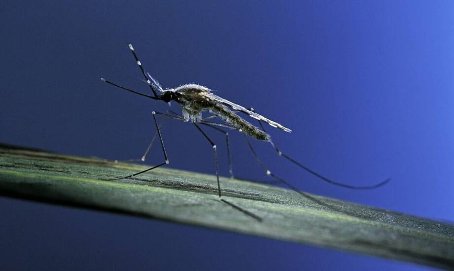 Zwalczanie komarów - jakie zagrożenia niesie obecność komarów i jak je eliminujemy?