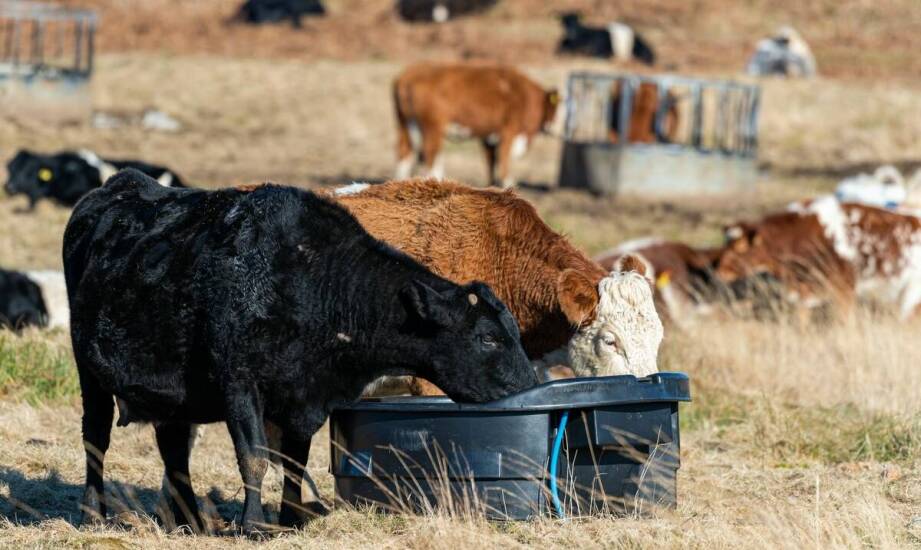 Inwentarzowe wagi jako kluczowy element monitorowania zdrowia zwierząt