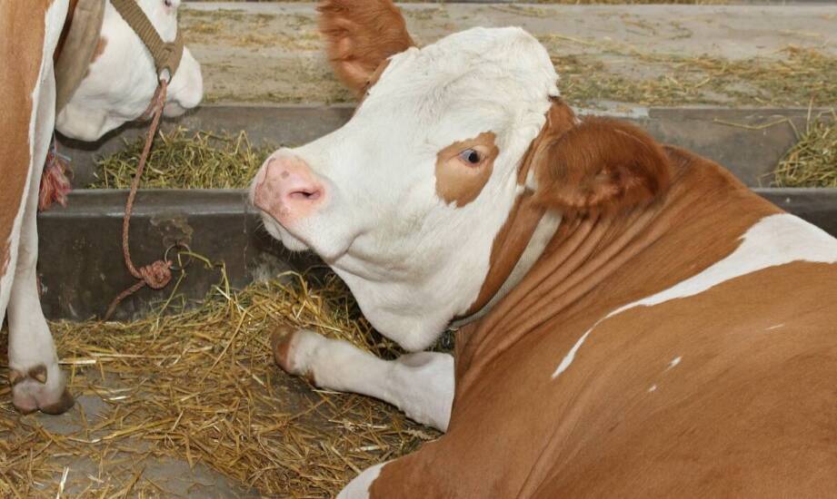 Jak bolusy dla krów mogą poprawić zdrowie wymion?