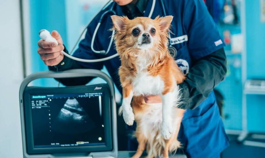 Jakie są najnowsze techniki obrazowej diagnostyki stosowane w weterynarii?