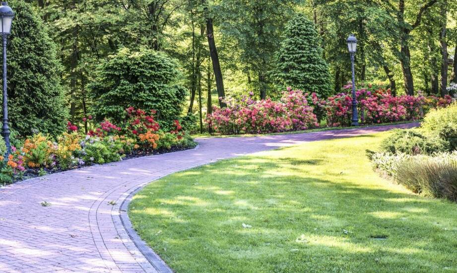 Jakie są zalety uprawy biało-różowej hortensji w przydomowym ogrodzie?