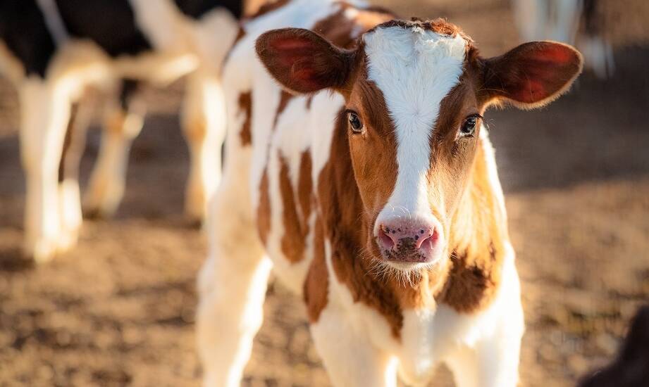 Jak poprawić zdrowie cieląt dzięki odpowiednim paszowym suplementom?
