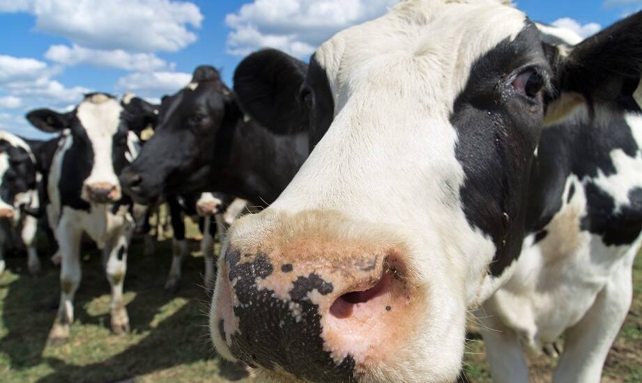 Jakie zagrożenia niosą mykotoksyny i jak im przeciwdziałać za pomocą preparatów?