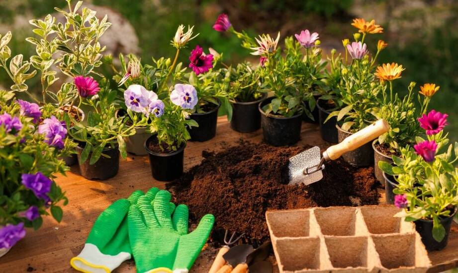 Prawdziwa trawa w rolkach: Jak dbać o nią przez cały sezon wegetacyjny?