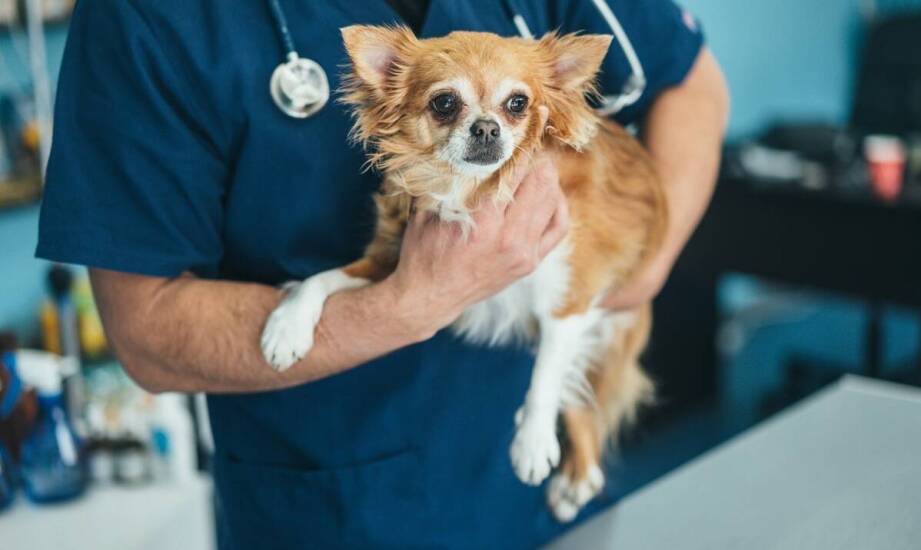 Jakie są wyzwania związane z utylizacją domowych zwierząt?