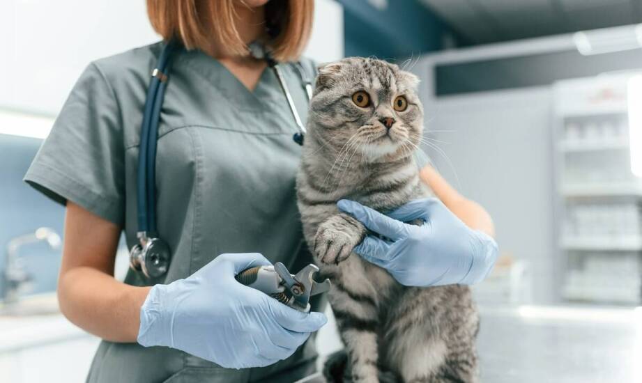 Odrobaczanie kotów a ich komfort – jak przeprowadzić zabieg bez stresu?