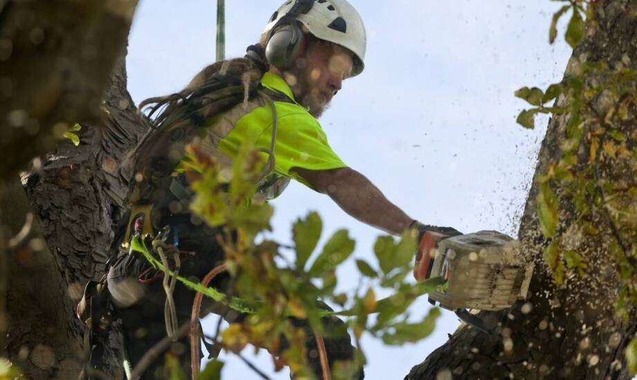 Znaczenie terminowego przycinania drzew dla kondycji drzew