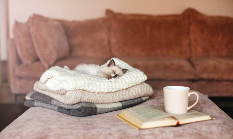 Jak skutecznie przeprowadzić odrobaczanie kota bez stresu dla tego zwierzęcia?