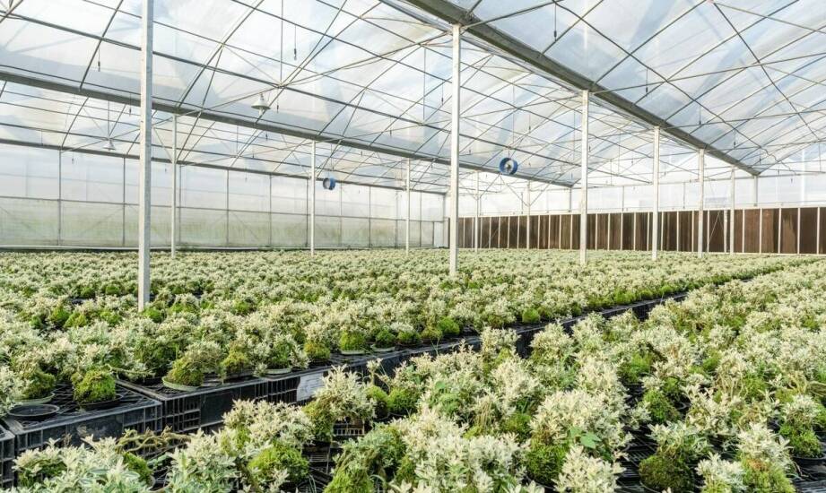 Czy garażowa nagrzewnica sprawdzi się w szklarniach?