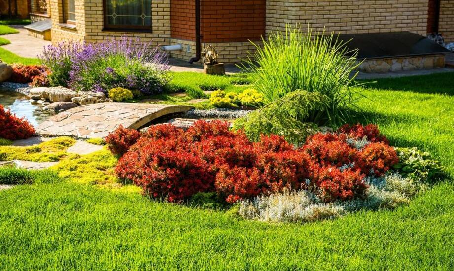 Rola angielskiej pelargonii w projektach krajobrazowych