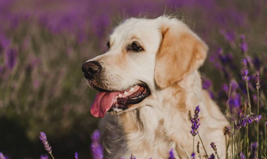 Wpływ wołowiny na poziom energii i kondycję u psa