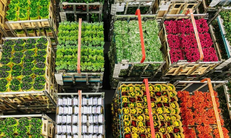 Zalety stosowania żywych roślin na stoiskach podczas branżowych wydarzeń