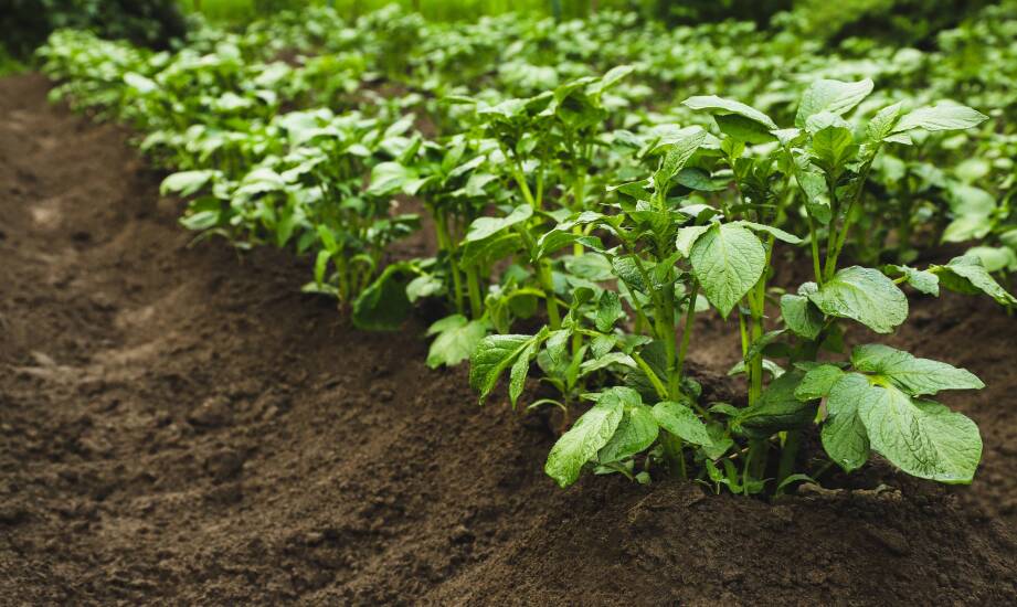 Jak optymalizować uprawy dzięki odpowiedniemu doborowi sadzeniaków ziemniaków?