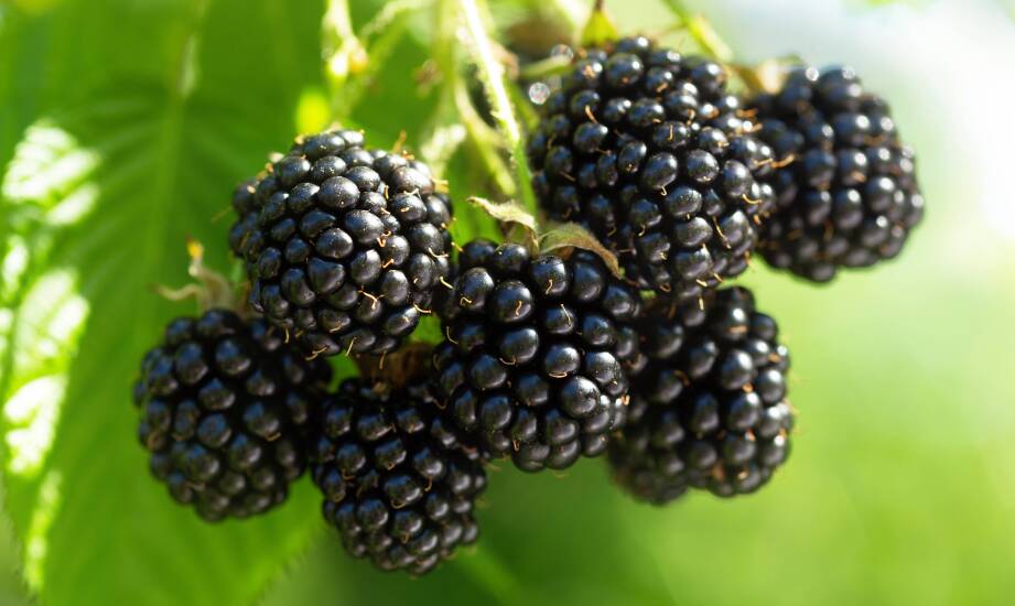 Jakie są kluczowe zalety wielkoowocowej jeżyny w uprawach komercyjnych?