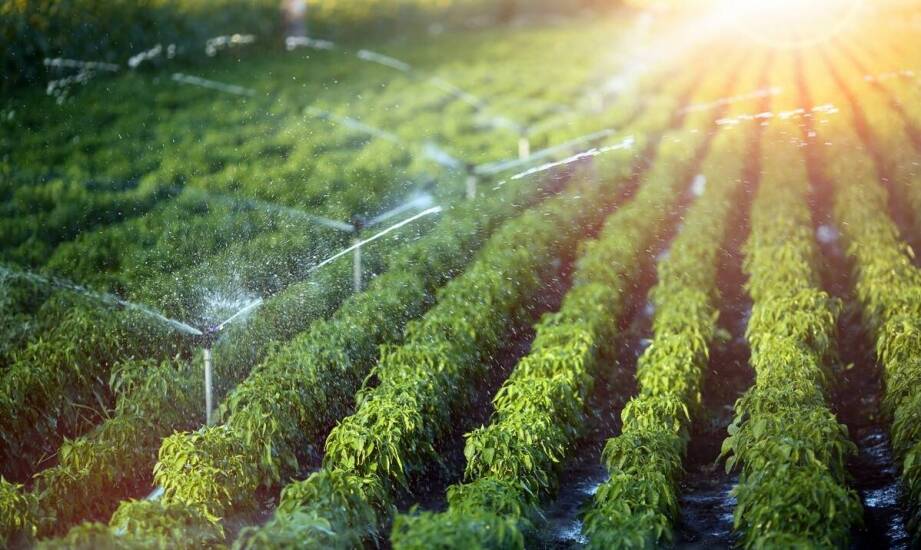 Zastosowanie rurociągów PE w systemach nawadniających: zalety i możliwości.