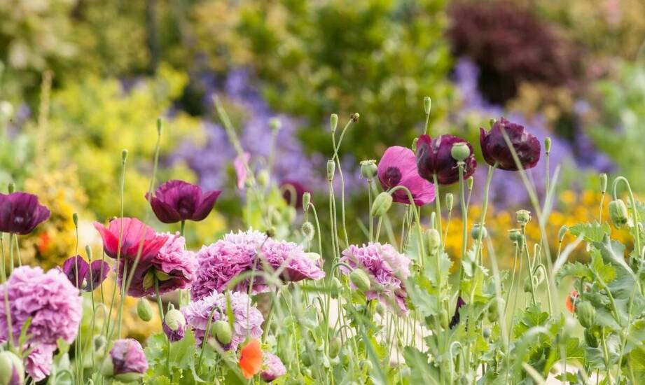 Kwiatowy trawnik jako narzędzie edukacyjne dla dzieci