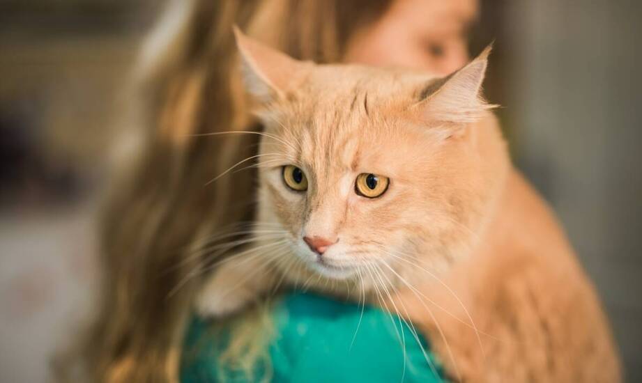 Jakie są najczęstsze błędy popełniane podczas strzyżenia domowego kotów?