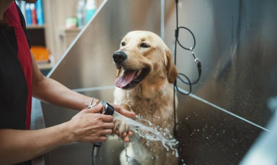 Pielęgnacja psiej sierści w profesjonalnym spa - co warto wiedzieć?