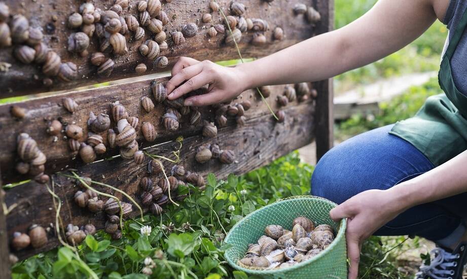 Jak hodowcy ślimaków minimalizują wpływ swojej działalności na środowisko?