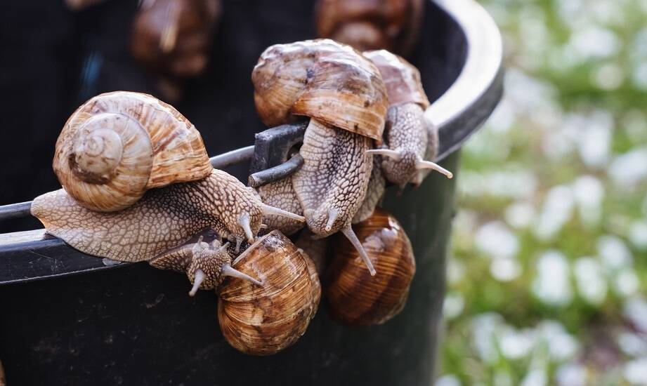 Jak zmniejszyć koszty produkcji w hodowli ślimaków w Polsce?