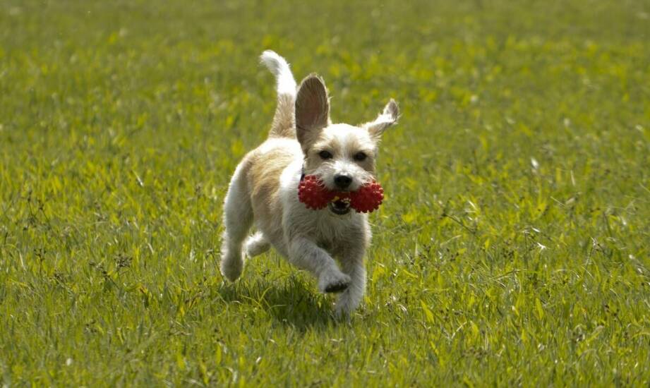 Jakie są najlepsze praktyki w nauczaniu psa zabawy z frisbee do toss & fetch?