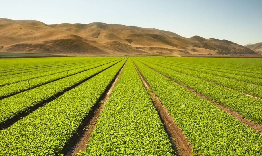 Rury do deszczowni a ich wpływ na jakość i plonowanie upraw.