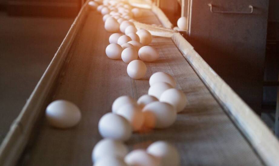 Znaczenie dezynfekcji jaj w zapewnieniu bezpieczeństwa żywnościowego