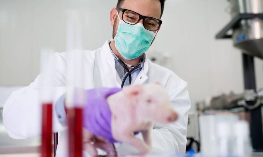 Jak dostosować paszowe mieszanki do zdrowotnych potrzeb prosiąt?