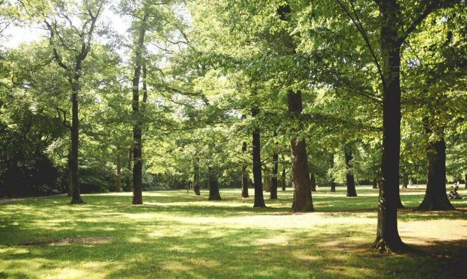 Wpływ sadzenia dużych drzew na lokalny ekosystem