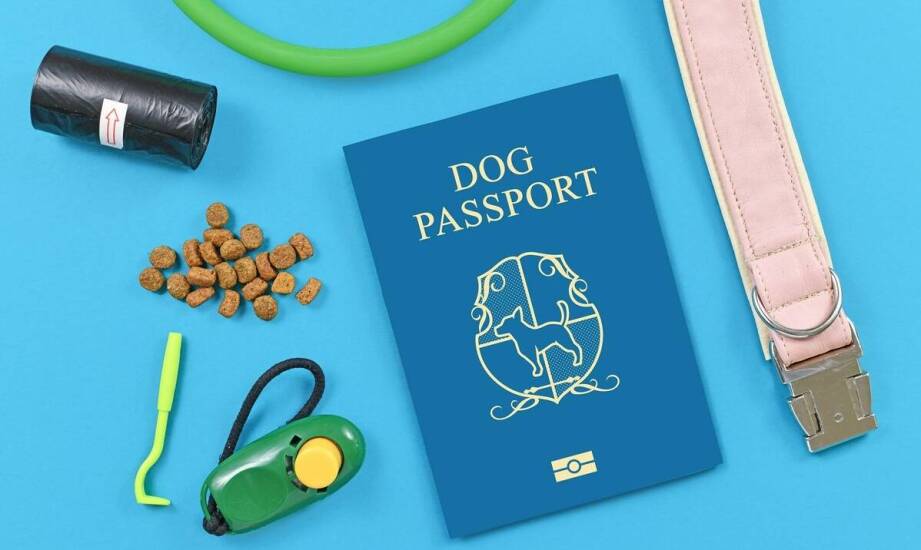 Dlaczego popularne batony są ulubionym wyborem podczas podróży?