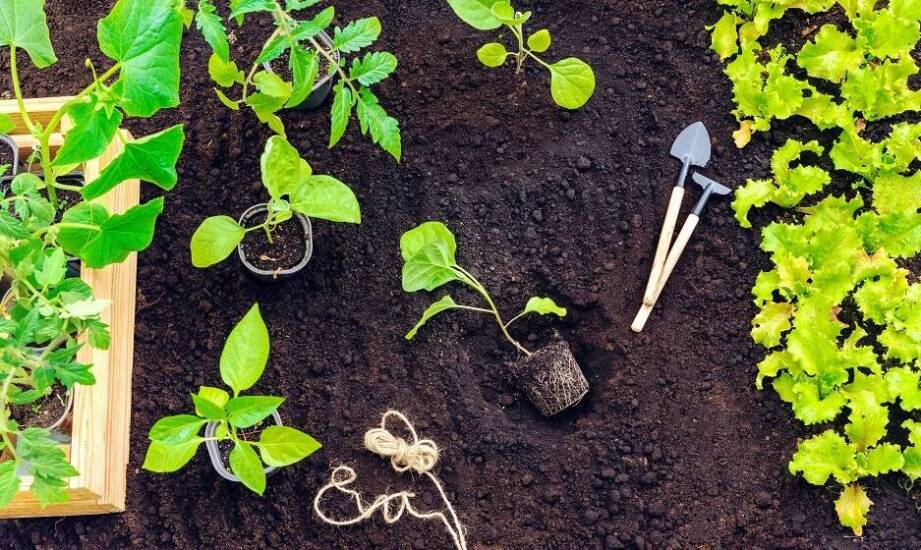 Centrum ogrodnicze w Iławie: jak dobrać odpowiednie podłoże do każdej rośliny?