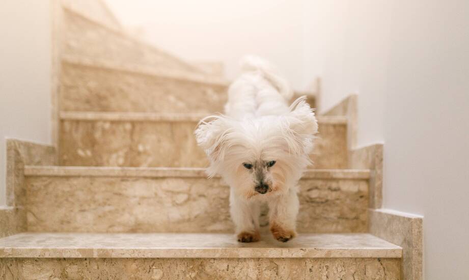 Schody dla psa w mieszkaniach – jak dopasować je do małych przestrzeni?