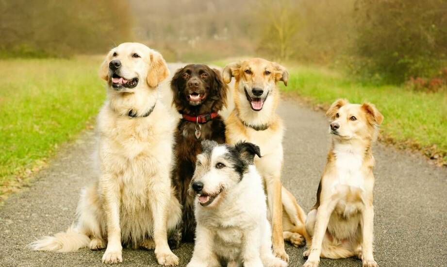 Znaczenie darowizn w realizacji programów ratowania psów przez fundację.