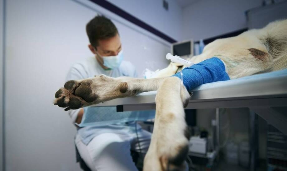 Rola anestezjologa w opiece nad starszymi zwierzętami podczas zabiegów