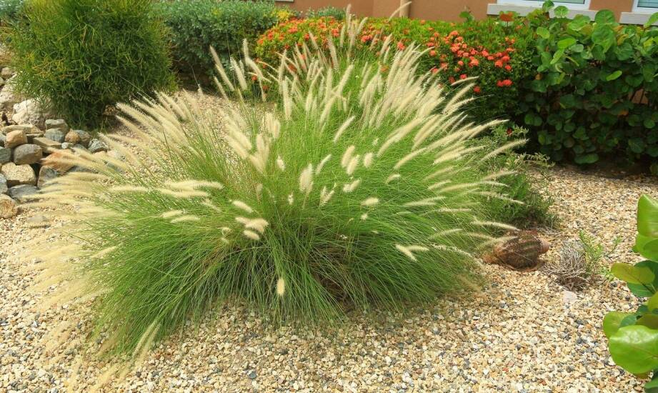 Najlepsze praktyki w uprawie pennisetum black beauty w różnych warunkach pogodowych.