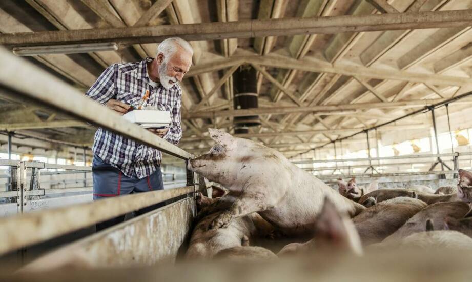 Jak wybrać najlepsze promotory wzrostu dla swojej hodowli trzody chlewnej?