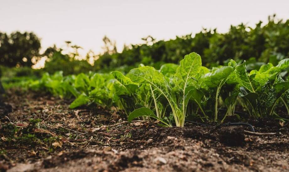 Sensimilla w kontekście zrównoważonej uprawy