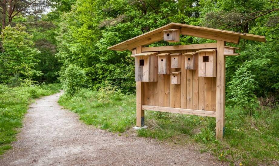 Budki lęgowe a zmiany klimatyczne: jak pomagają ptakom przetrwać?