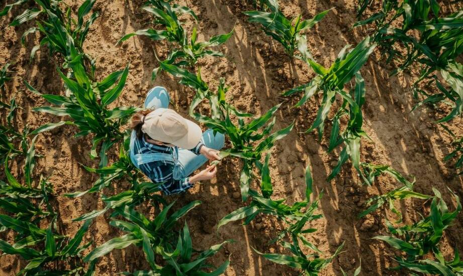 Rola biologicznych środków ochrony roślin w zwiększaniu plonów w uprawach polowych